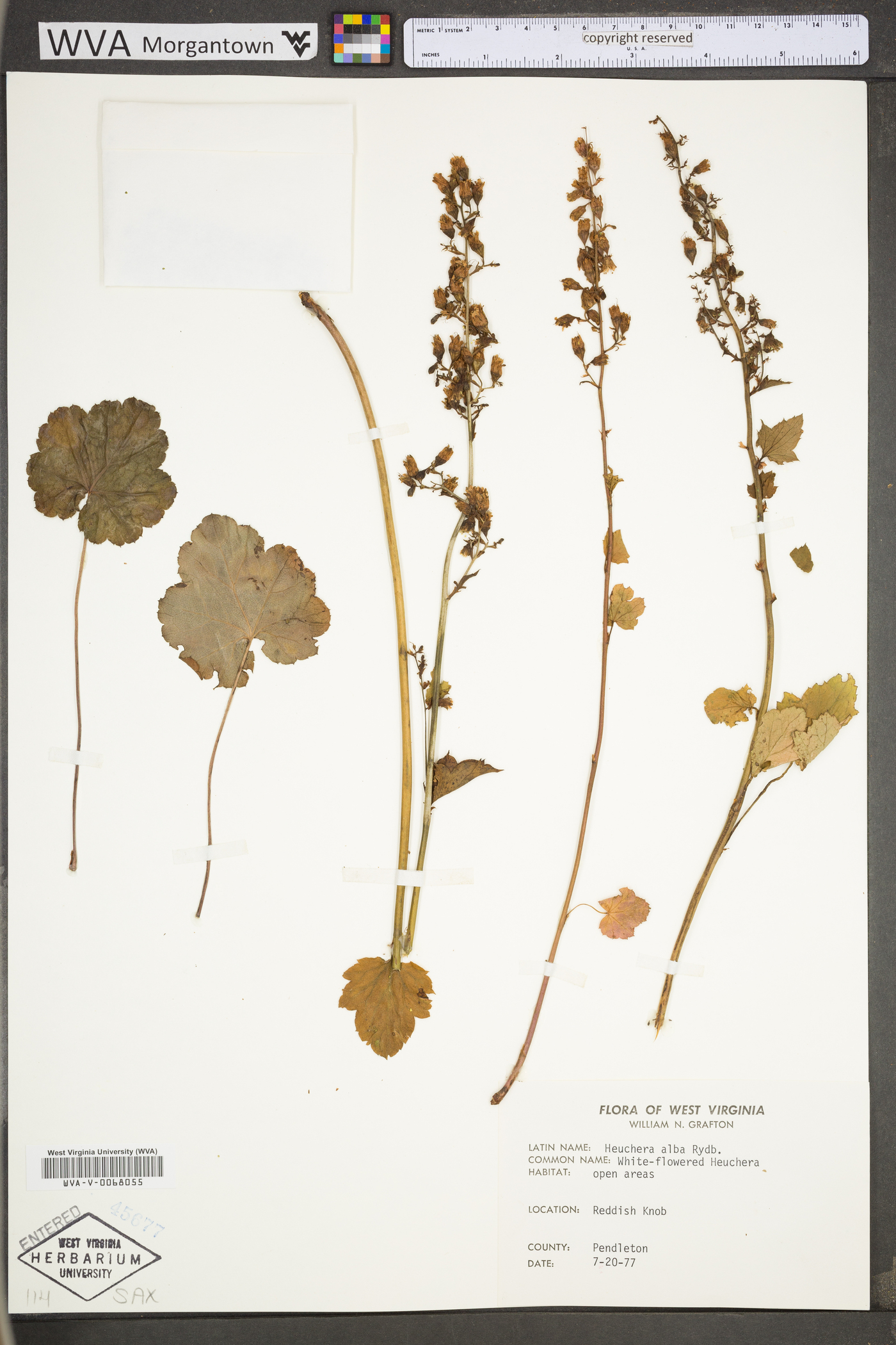 Heuchera alba image