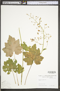 Heuchera alba image