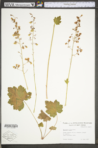 Heuchera alba image