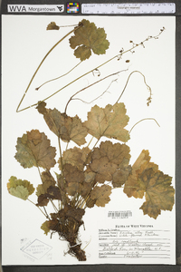 Heuchera alba image