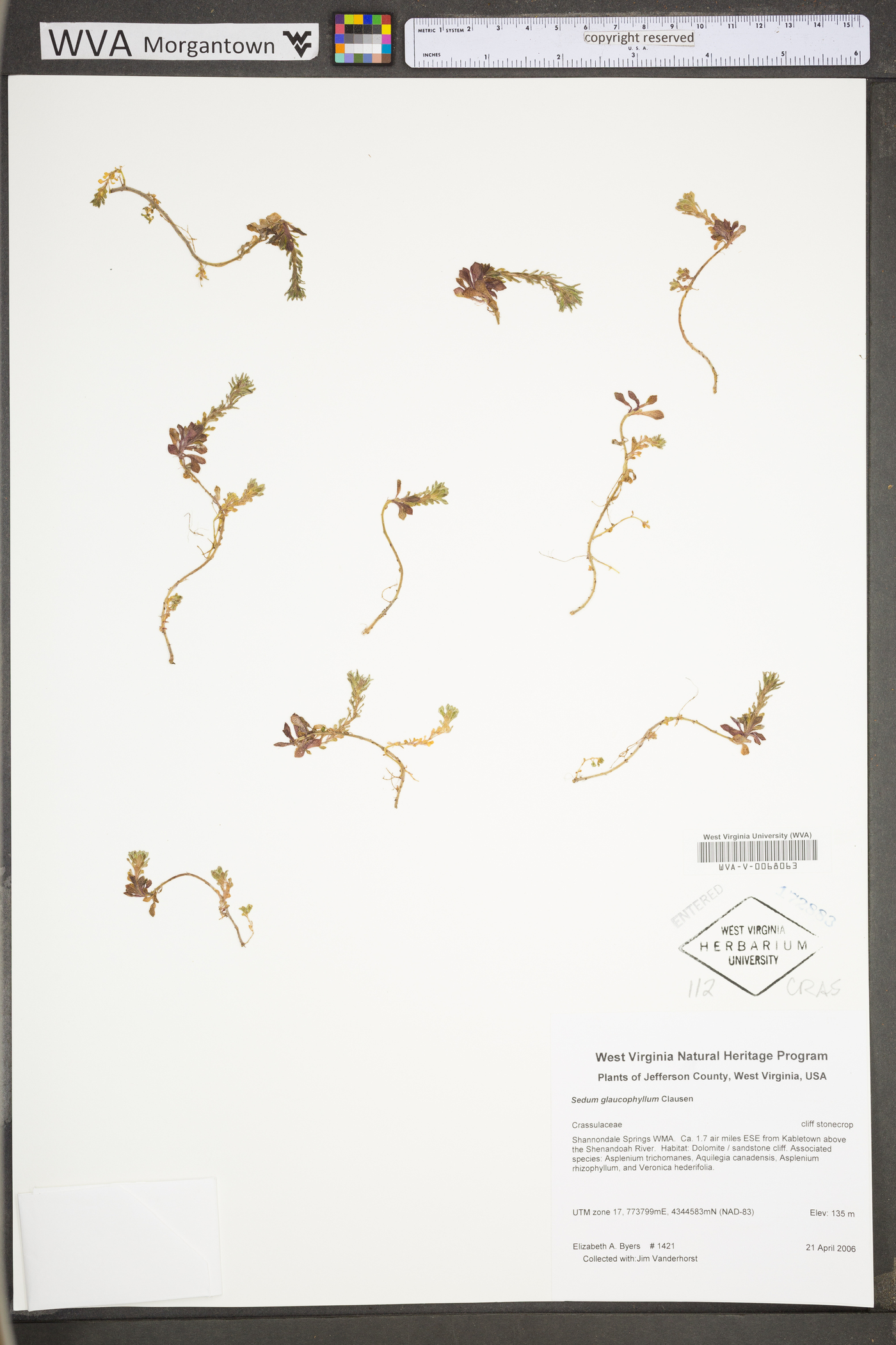 Sedum glaucophyllum image