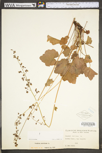 Heuchera americana image