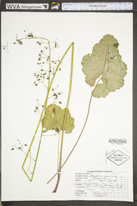 Heuchera americana image