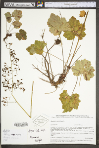 Heuchera americana image