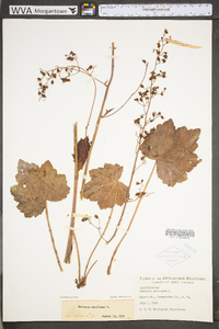 Heuchera americana image