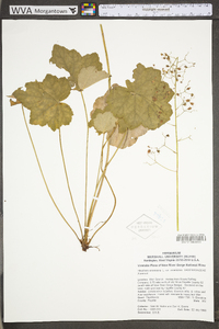 Heuchera americana var. americana image