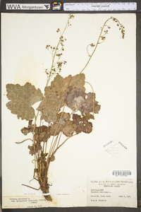 Heuchera americana var. americana image