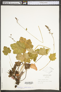 Heuchera americana image