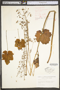 Heuchera americana image