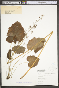 Heuchera americana var. americana image