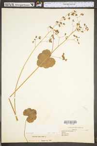 Heuchera americana var. americana image