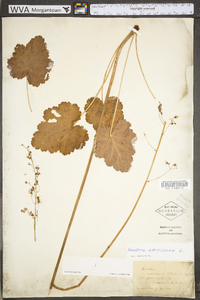 Heuchera americana var. americana image