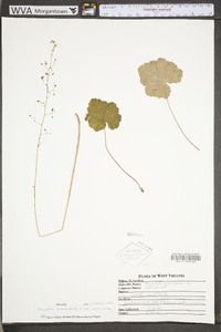 Heuchera americana var. americana image