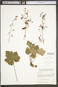 Heuchera americana image