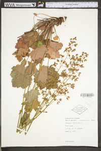 Heuchera americana image