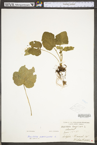 Heuchera americana image