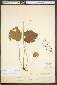 Heuchera americana image