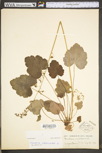 Heuchera americana var. americana image