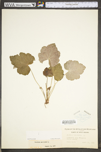 Heuchera americana image