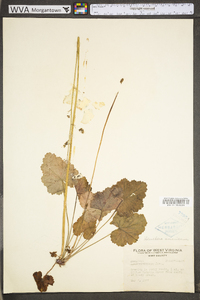 Heuchera americana image