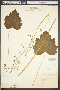 Heuchera americana image