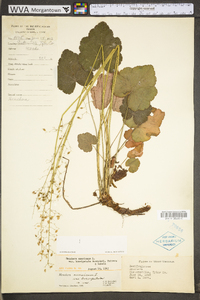 Heuchera americana image