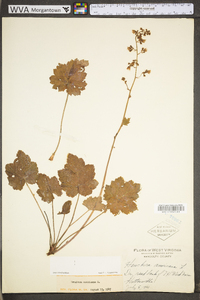 Heuchera americana var. americana image