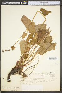 Heuchera americana image