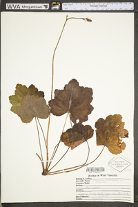 Heuchera americana var. americana image