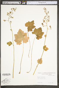 Heuchera americana image