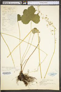 Heuchera americana var. americana image