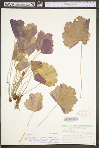 Heuchera americana image