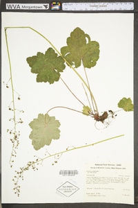 Heuchera americana image