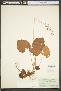 Heuchera americana image