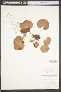 Heuchera parviflora image