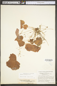 Heuchera parviflora var. parviflora image