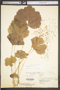 Heuchera americana var. americana image