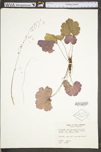 Heuchera parviflora image