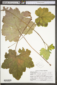 Heuchera parviflora image