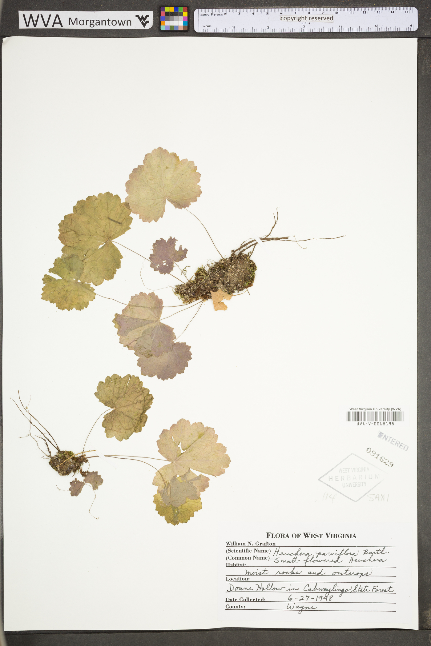 Heuchera parviflora image