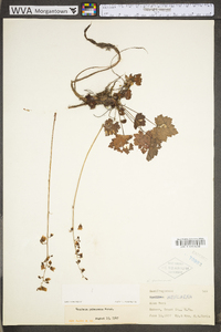 Heuchera pubescens image