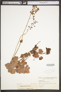 Heuchera pubescens image