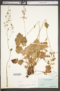 Heuchera pubescens image