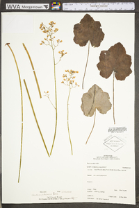 Heuchera pubescens image