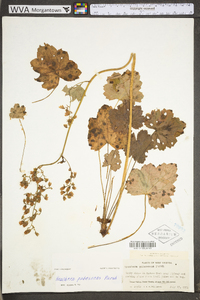 Heuchera pubescens image