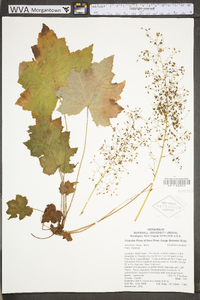 Heuchera villosa image