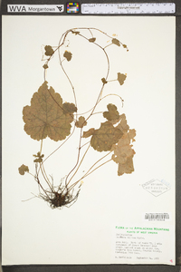 Heuchera villosa image