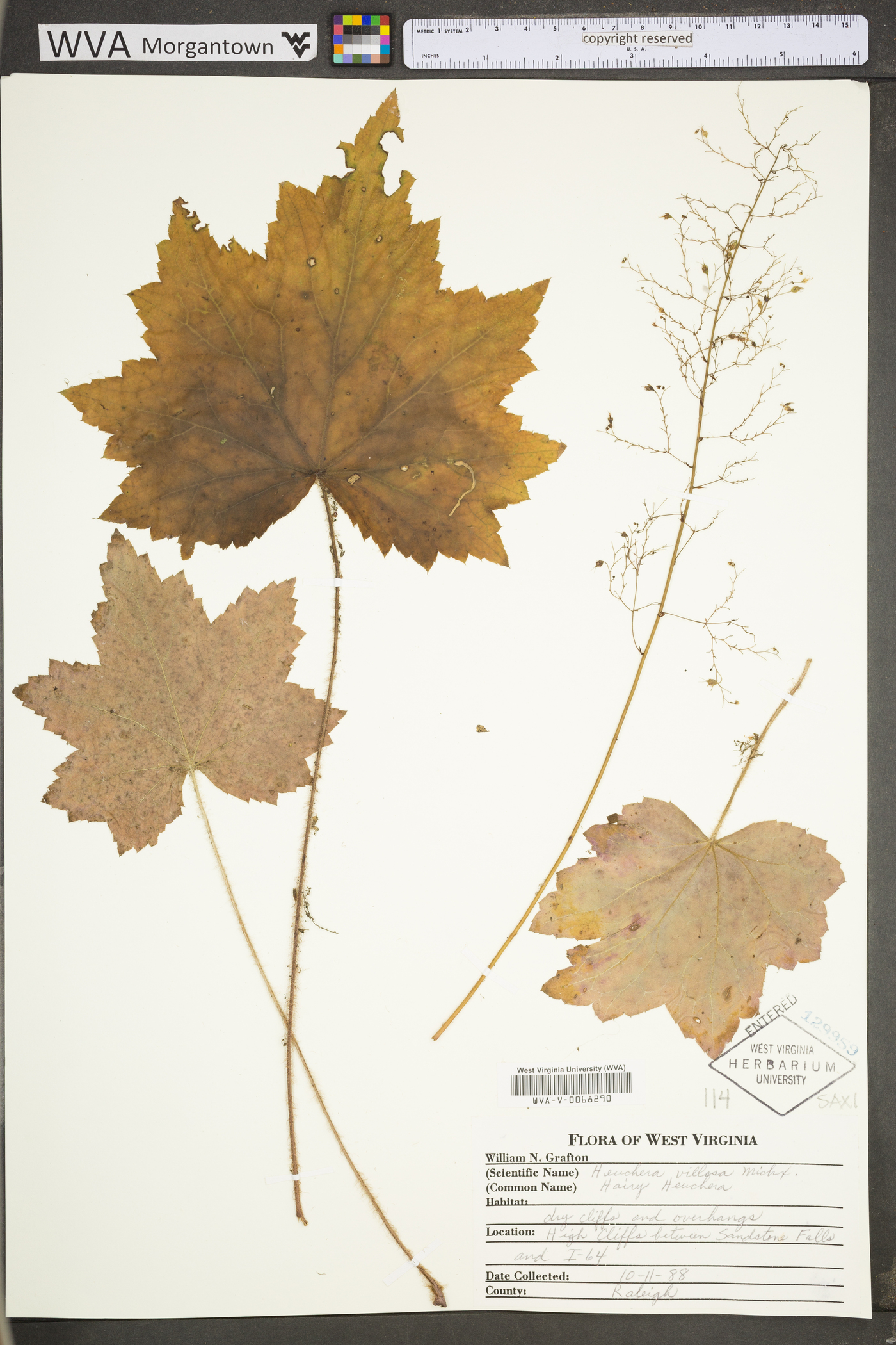 Heuchera villosa var. villosa image