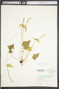 Mitella diphylla image