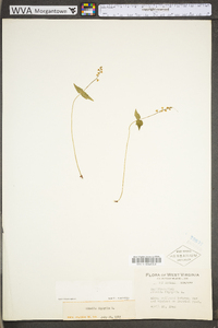 Mitella diphylla image